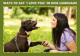 Dec 08, 2020 · providing a healthy environment 1. Ways To Say I Love You In Dog Language Bestvetcare