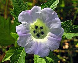 Image result for Nicandra physalodes