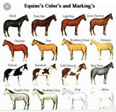 Pin By Rocio Anaya On Horse Info Color Confirmation Height Ext Horse Color Chart Horse Coloring Horse Breeds