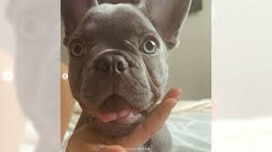 Fischer, gaga's dog walker, survived the shooting. French Bulldog Puppy Stolen At Gunpoint In North Hollywood Returned To Owner Daily News
