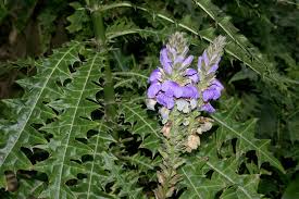 Image result for Acanthus montanus