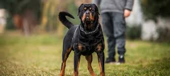 If a rottie has the portrayal of rottweilers as evil dogs in several fictional films and tv series, most notably in the. Rottweiler Rasseportrait Zu Alter Charakter Haltung Pflege