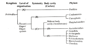 Study Carefully The Given Flow Chart And Fill In The Blanks A B C D And E