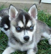 View Image 1 For Charming Alaskan Klee Kai Puppies Are Now Ready 650 241 92270 Toronto Husky Breeds Miniature Husky Alaskan Klee Kai