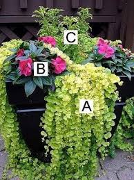 Container Flower Gardening Ideas Creeping Jenny Impatiens Swallowtail Coleus In 2020 Container Gardening Garden Containers Small Yard Landscaping