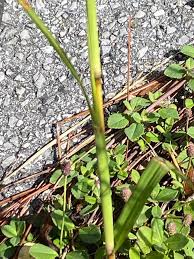 Image result for Bothriochloa bladhii