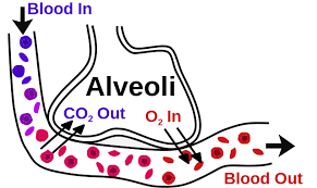 The relationship between oxygen saturation (sao2) and partial pressure o2 (pao2) is referred to as the oxyhemoglobin (hbo2) dissociation curve. Understanding Oxygenation The Alveolar Arterial Gradient