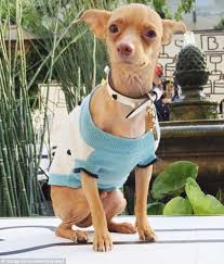 When the sun goes down and the evening air gets cooler the pups know dog bar st. Meet Tuna The Dog With 1 3million Instagram Followers And A New Book Daily Mail Online