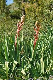 Image result for Beschorneria sp. (Biegel 5357)