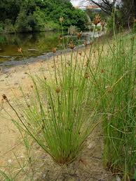 Image result for Fimbristylis