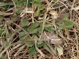 Image result for Pyrausta cingulata