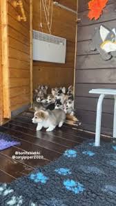 900+ Dog stuff ideas