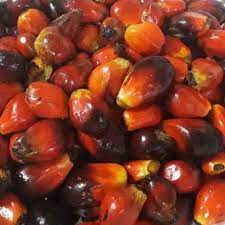 Biji jarak, kelapa sawit, dan jagung adalah contoh sumber energi dijawab sekarang ya‼️ mau dikumpul sekarang. Biji Kelapa Sawit Buah Sawit Ready Stock Shopee Malaysia