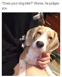 26 Fresh Memes To Set The Day Off Right Funny Gallery Dog Snapchats Funny Animal Memes Funny Animals