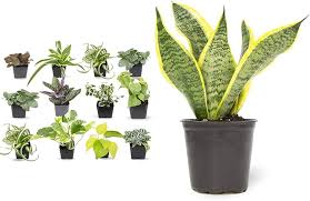 Image result for Sansevieria trifasciata