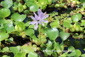 Image result for Pontederia crassipes