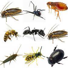 When it comes to suburban residential home pest control here in the portland oregon and vancouver washington area, reputation, experience and. Central West Pest Control Geraldton Western Australia Facebook