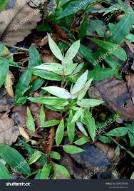 Image result for Oplismenus undulatifolius