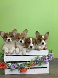 Furthermore, the entirety of our pups have incredible demeanors. Farrever Corgis Home Facebook
