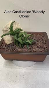 Image result for Aloe welwitschii