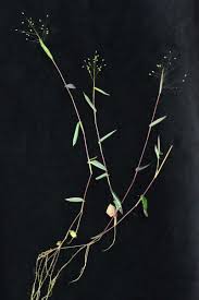 Image result for Panicum pilgeri