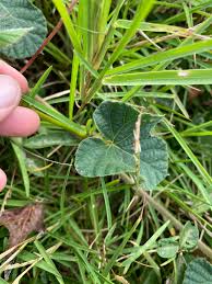 Image result for Ipomoea wightii