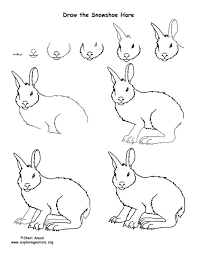 It doesn't have to be a perfect circle, so don't stress over it, snow isn't perfect so snowmen do have bumps. How To Draw A Snowshoe Hare Hare Drawing Snowshoe Hare Drawings