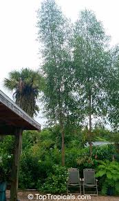 Image result for Eucalyptus citriodora