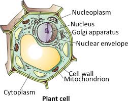 Plant cells are able to convert sunlight, water and carbon. Download Hd Result For Plant Cell Plant Cell Draw Clipart Large Size Png Image Pikpng