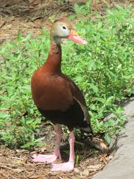 We did not find results for: Unusual Ducks Pick Middlebrook Lake For Visit Lifestyles Heraldcourier Com