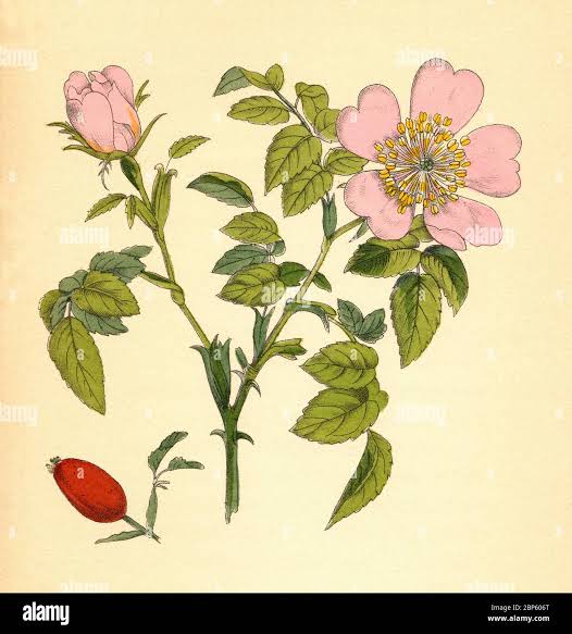 Heilpflanze, Rosa canina, gemeinhin bekannt als die Hundrose, Hüfte /  Heilpflanze Hunds-Rose, Rosa canina, Hundsrose, Hagrose, Heckenrose,  Heiderose, Hagebutte, historisch, historisch, digital verbesserte  Reproduktion eines Originals aus dem 19 ...