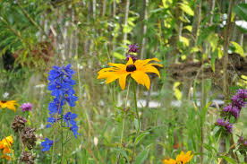 Kleurrijk Bloementuin Tuin Bloemen