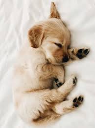 Die 5 Besten Hunderassen Fur Kinder Mode Schonheit Und Inspirationen Bea Besten Hunderassen Insp Family Dogs Breeds Cute Dogs Breeds Cute Baby Dogs
