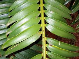 Image result for Encephalartos lebomboensis