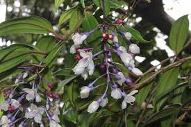 Image result for Memecylon myrianthum