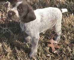 Potty training a wirehaired pointing griffon puppy. German Wirehaired Pointer Puppies For Sale Parsons Ks 321916