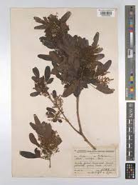 Image result for Searsia gueinzii