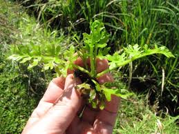 Image result for Ceratopteris