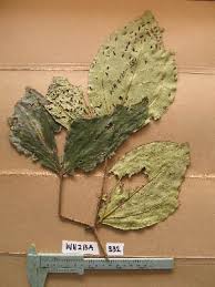 Image result for Warneckea sp.