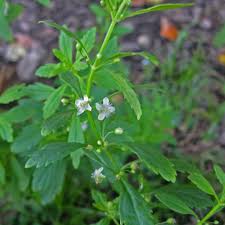 Image result for Scoparia dulcis