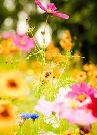 Download your own flowers garden! Flowers Desktop Screensavers Download Free Beautiful Flowers Screensavers At Www Fabuloussavers Com Flo Wallpaper Nature Flowers Trendy Plants Plant Wallpaper