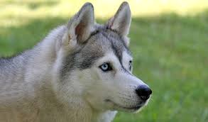 Check spelling or type a new query. Siberian Husky Dog Breed Information