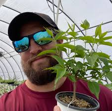 Can anyone tell me what kind of tree or bush this is