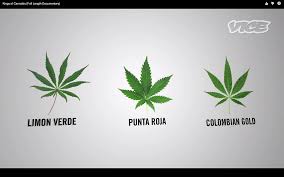 41 top 420 wallpaper , carefully selected images for you that start with 4 letter. Free Download Tumblr Backgrounds Smoke Weed Trippy Weed Tumblr Backgrounds 1280x800 For Your Desktop Mobile Tablet Explore 49 Weed Wallpapers Tumblr Hd Weed Wallpaper Weed Pictures Wallpaper Weed 420 Wallpaper