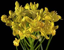 Image result for Cineraria pinnata