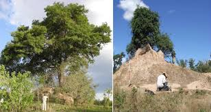 Image result for Maerua prittwitzii