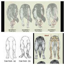Incorrect Hock Movement And Ideal Hocks Dog Care Puppies Pets
