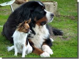 What A Gorgeous Monster Bernese Mountain Dog Bernese Mountain Dog Puppy Mountain Dogs