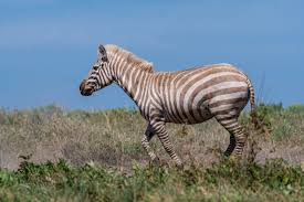 Where are zebras generally found?. Extremely Rare Blonde Zebra Photographed