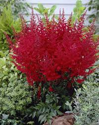 Feature Friday A Shady Surprise Astilbe Flowers Perennials Flowers Nature